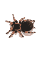 Tarantula Preview