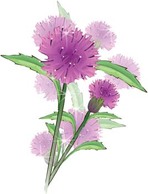 Thistle Flower Vector Preview