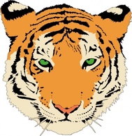 Animals - Tiger clip art 