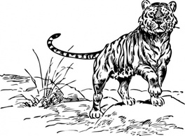 Animals - Tiger clip art 