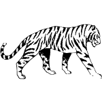 Tiger Vector Illustration 