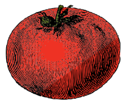 Tomato