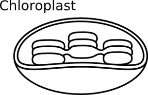 Torisan Chloroplast clip art Preview