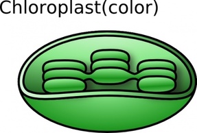 Torisan Chloroplast clip art Preview