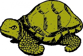 Animals - Tortoise clip art 