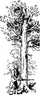 Tree Plant clip art Preview