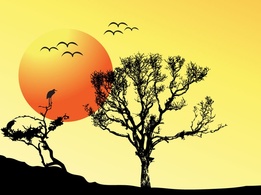 Backgrounds - Tree Sunset Background 