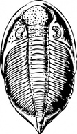 Animals - Trilobite clip art 