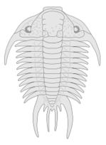 Nature - Trilobite - Paraceraurus 