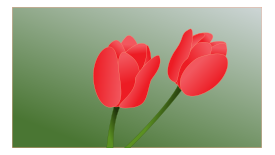 Tulip