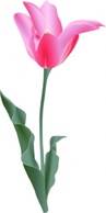 Flowers & Trees - Tulip clip art 