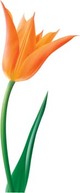 Flowers & Trees - Tulip Flower 14 