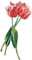 Tulip Flower 22