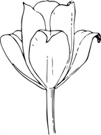 Nature - Tulip Flower clip art 