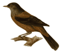 Animals - Turdus_rubrocanus_gouldi 