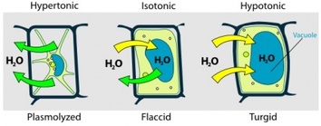 Flowers & Trees - Turgor Pressure On Plant Cells Diagram clip art 