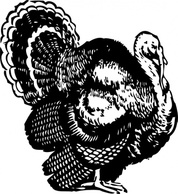 Animals - Turkey clip art 