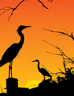 Animals - Two Herons Resting 