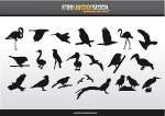 Vector Bird Silhouettes 