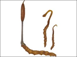 Vector Cordyceps 