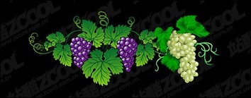 Vector exquisite grape material