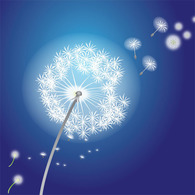 Vector Flower - Dandelions Vector Flowers