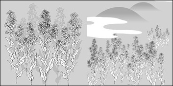 Flowers & Trees - Vector line drawing of flowers-35(Cauliflower, clouds) 