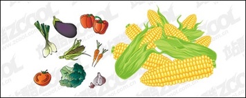 Food - Vector material common fruits and vegetables 