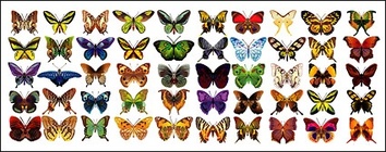 Animals - Vector material exquisite butterfly 