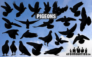 Vector pigeons 