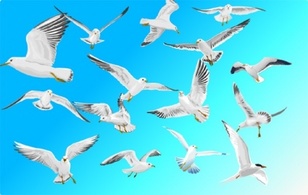 Animals - Vector Sea Gull 