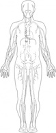 Business - Veins Medical Diagram clip art 