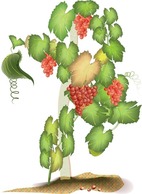 Food - Videira Grape Vine Vector 