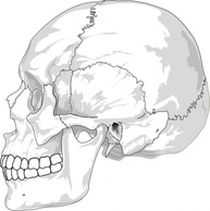 Human - View Science Diagram Outline Profile Silhouette Skull Human Cartoon From Diagrams Front Medicine Side Views ... 