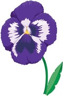 Nature - Violet a spring Flower 1 