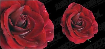 Vivid red roses Preview