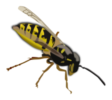 Wasp