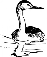 Animals - Western Grebe clip art 