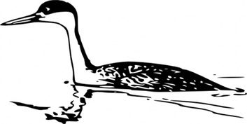 Animals - Western Grebe clip art 