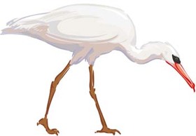 White egret vector 1 Preview