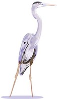 Animals - White egret vector 2 