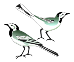 White Wagtail Preview