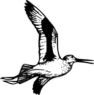 Willet 2 clip art