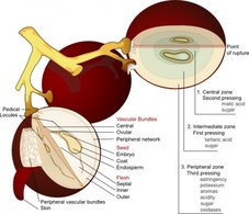 Food - Wine Grape Diagram En clip art 