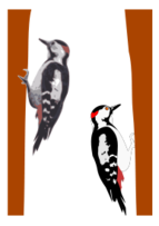 Animals - Woodpecker 