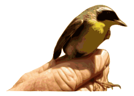 Animals - Yellowthroat Bird 