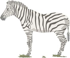 Zebra 2