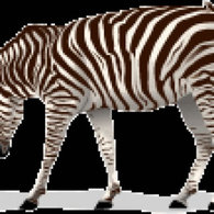 Zebra 2