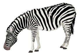 Zebra