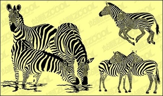 Zebra vector material 